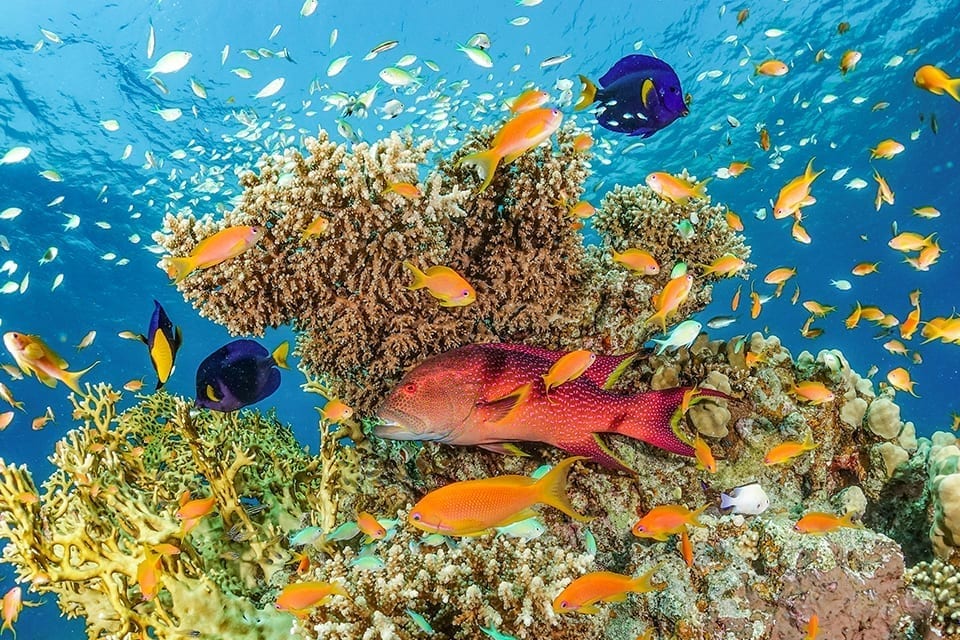 under-the-sea-eilat under-the-sea-eilat